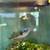Free female rainbowfish 3 thumbnail
