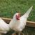Roosters 1 thumbnail