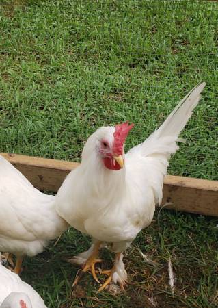 Roosters 1
