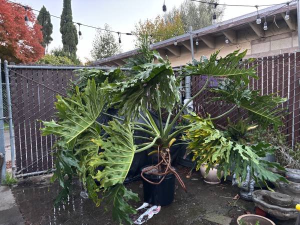 philodendron Monstera Selloum 1