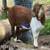 Boer goat does 2 thumbnail