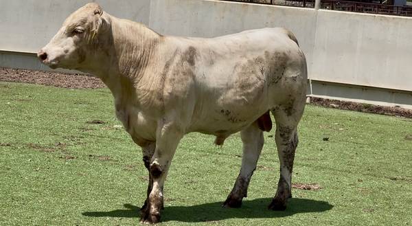 Charolais Bull Sale or Lease 1