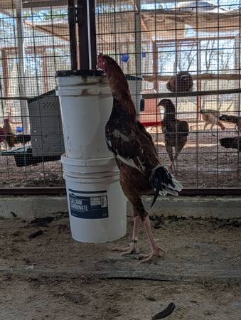 Indio Gigante Hatching Eggs (NPIP) 1