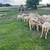 sheep, lamb, and goats 6 thumbnail