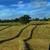 Hay For Sale 4’ x 5’ Net Wrapped Round Bales *Mixed Grass Hay* 4 thumbnail
