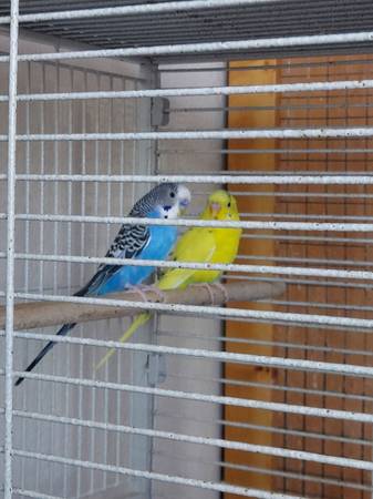 Rehousing parakeet pair (Lemoore)63695922233089120