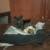Beautiful Kittens 3 thumbnail