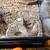 Spider Mojave ball python $100 with tank and accessories 2 thumbnail