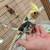 Cockatiels Cockatiels Cockatiels! 1 thumbnail