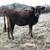 3 Jersey Heifers 5 thumbnail