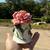 Vintage 1983 Franklin Mint, The Sonia Rose by Jeanne Holgate Bone Chin 1 thumbnail
