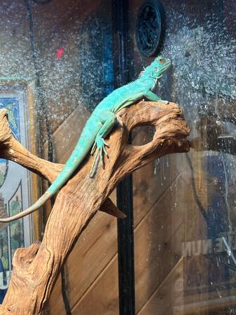 axanthic blue iguana 1