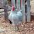 Big Beautiful Young Rooster, Five Months Old. Free!! SEE PICTURES 4 thumbnail