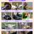 Adorable Muscovy Ducklings for Sale 🦆 9 thumbnail