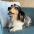 Adult long haired dachshund 3 thumbnail