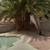 Palm Tree trimming shrub trimming Landscape clean up 9 thumbnail