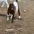 Breeding Buck 1 thumbnail
