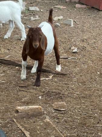 Breeding Buck 1