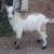 Nigerian Dwarf Kid Goats for sale 2 thumbnail