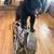 Full black bear mount 3 thumbnail