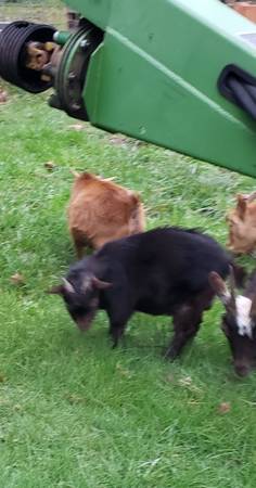 Nigerian Dwarf bucks 1