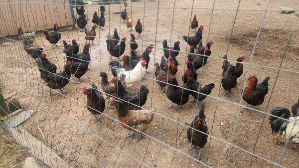 Chickens 1