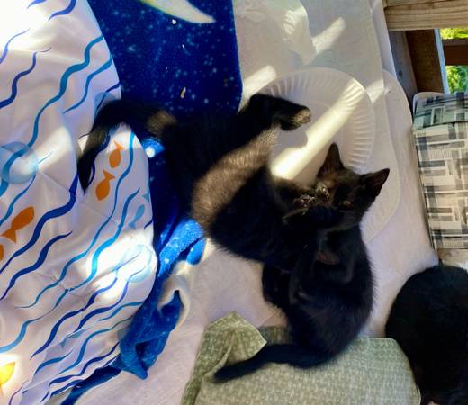 Kittens (Spanaway)63874561370883122