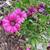 African Daisy plants 3 thumbnail