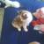 Kittens looking for good home 7 thumbnail