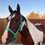 Bay gelding 1 thumbnail
