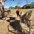 4 Horses for sale in Carmine, TX 2 thumbnail
