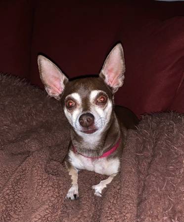 Chihuahua guapo buscando nuevo hogar (concord / pleasant hill / martinez)63836591871107120