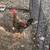 Friendly Roosters 2 thumbnail