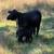 Bred Cows 1 thumbnail