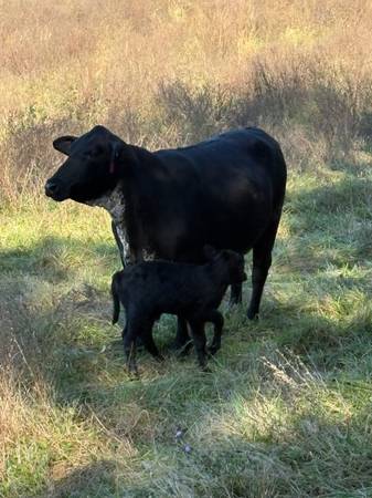 Bred Cows 1