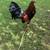 Rooster 5 thumbnail