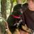 Shepard mix puppies 6 weeks old 16 thumbnail