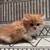 Persian kittens 7 thumbnail