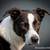 Pet Pics! Pet Portrait & Action Shot Photography 1 thumbnail