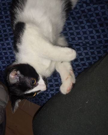 Kitten in need of home (Takoma Park)63897787223298122