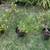 Citronella Mosquito Repellent Rooted Live Plant 2 thumbnail