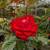 Rose Tree 🌹🌹 13 thumbnail