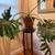 Large Split-Leaf Philodendron – Indoor Plant 3 thumbnail