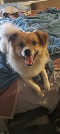 Papillion/Peke X63839343770371122
