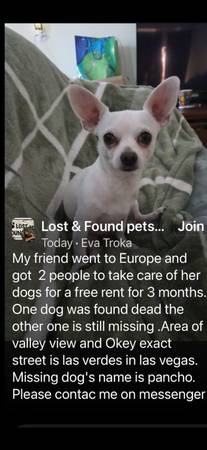 Recompensa de $2000 por un chihuahua blanco perdido en junio (Las Vegas)