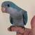 Blue Baby Quaker Parrot 1 thumbnail
