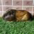 Guinea pig Female (Savethepetz) 4 thumbnail