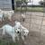 ADGA dairy goats and more 11 thumbnail