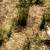 Val the Cochin rooster 2 thumbnail