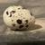Quail Eggs 2 thumbnail